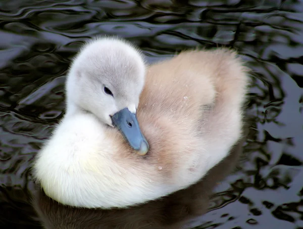 かわいい赤ちゃんの白鳥 — ストック写真
