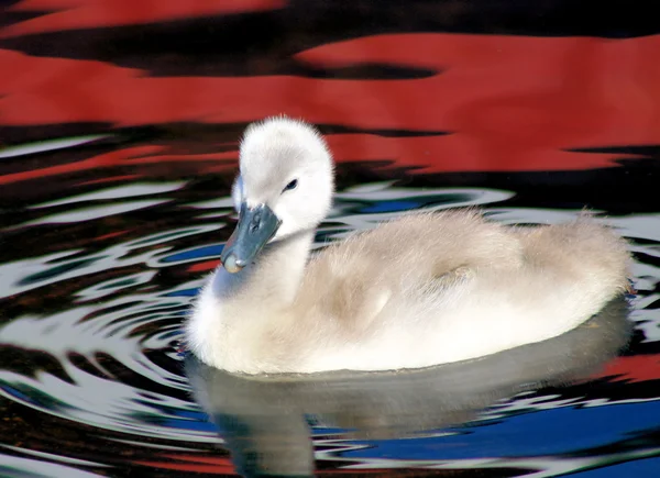 Cisne bebé — Fotografia de Stock