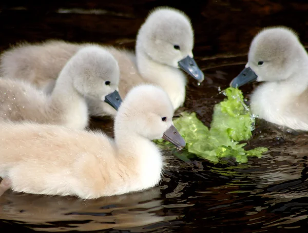 Cisnes bebé — Foto de Stock
