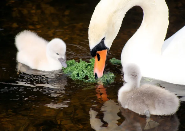Mother Swan And Her Young — Stok fotoğraf