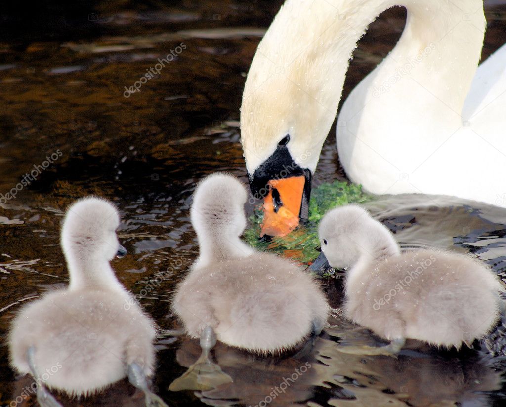 Mother Swan And Her Young