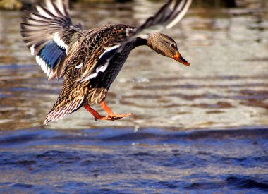 Mallard Landing clipart