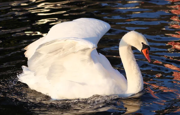 Elegant Swan — Stock Photo, Image
