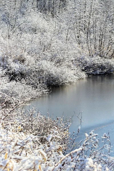 stock image Winter Wonderland