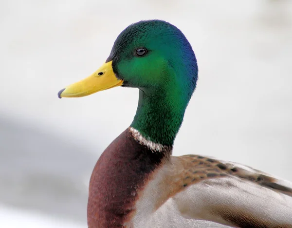 Mallard duck - mannelijke — Stockfoto