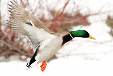 Mallard Duck In Flight clipart