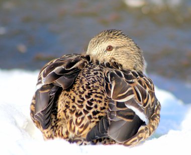 Mallard Duck Laying In The Snow