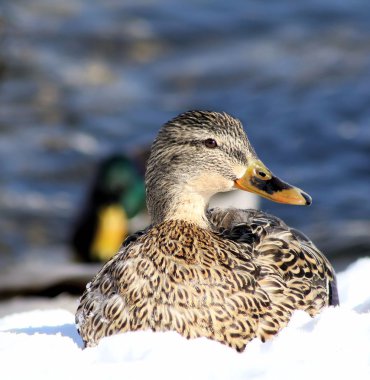 Mallard Duck Laying In The Snow clipart
