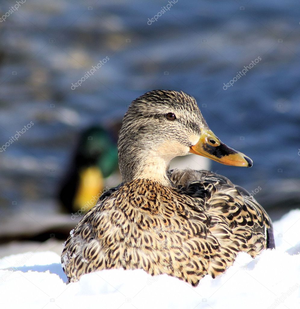 Mallard Duck Laying In The Snow
