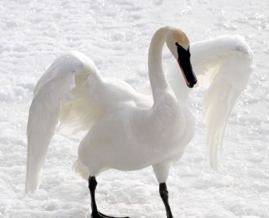 Trumpeter Swan clipart