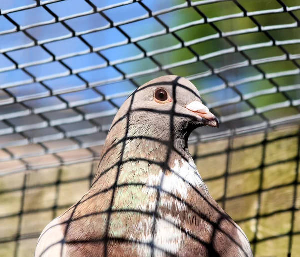 Caged Pigeon — Stock Photo, Image
