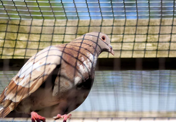 Caged Pigeon — Stock Photo, Image