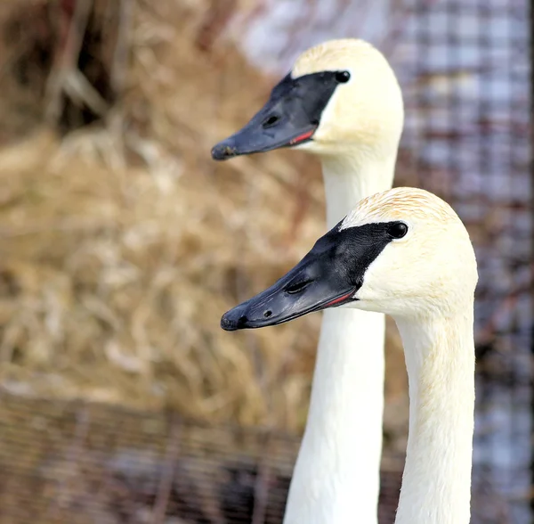 Trumpeter Swans — Stock Photo, Image