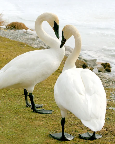 Trumpeter Swans — Stock Photo, Image