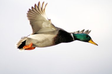 Mallard Duck Flying Free
