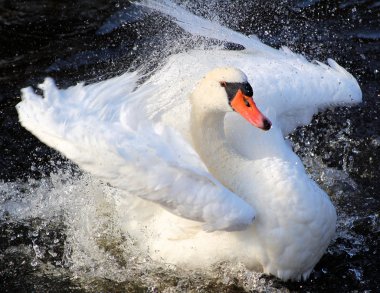 Beautiful Swan clipart