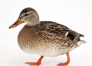 Little Mallard Duck clipart