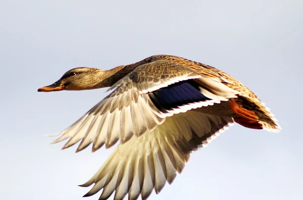 Pato Mallard voando livre — Fotografia de Stock