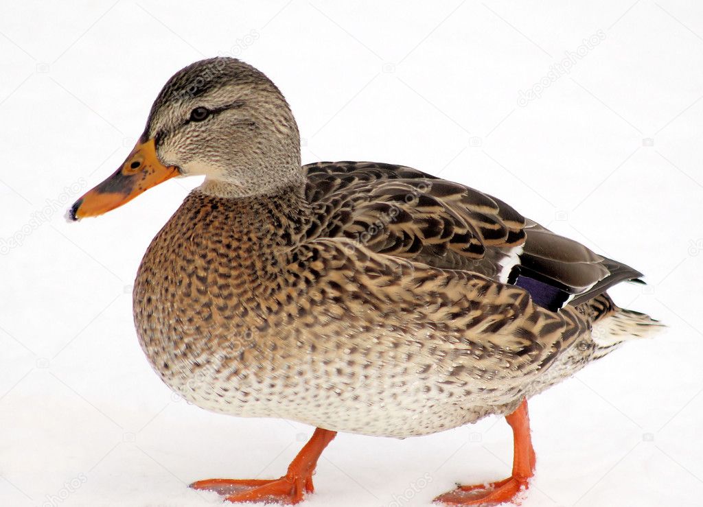 Little Mallard Duck