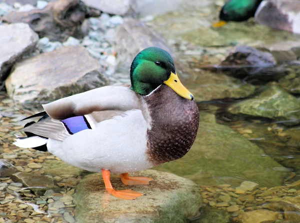 Mallard Duck Standing On A Rock — Stock Photo, Image