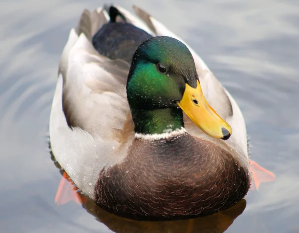 Beautiful Mallard Duck — Stock Photo, Image