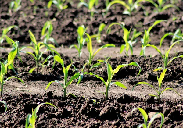 Plántulas de maíz — Foto de Stock