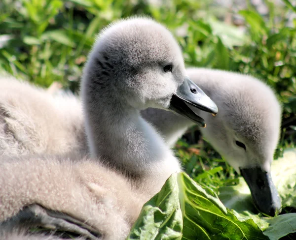Cisnes mudos bebé — Foto de Stock