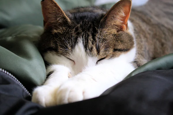 猫の昼寝 — ストック写真