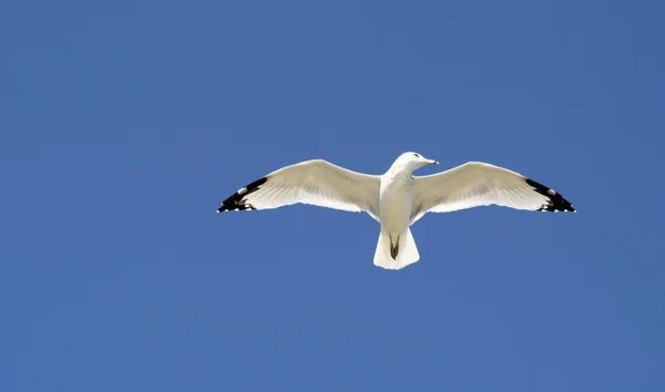 Pássaro bonito voando livre — Fotografia de Stock