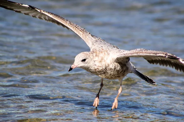 Seagull landar på sjön — Stockfoto