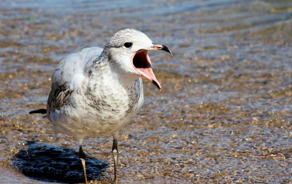 De squawking zeemeeuw — Stockfoto
