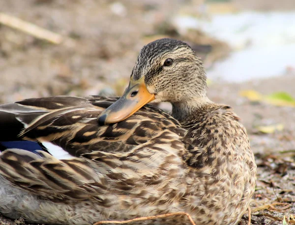 Mallard Duck - Camouflaged — Stock Photo, Image