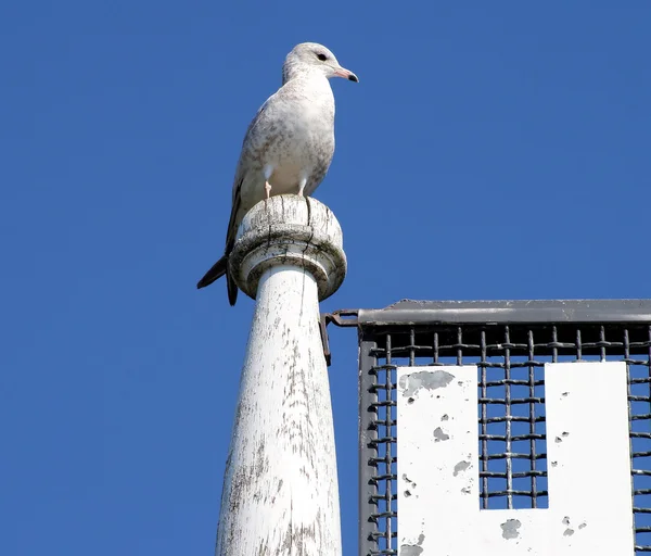 Seagull Watching The World Go By — Stock Photo, Image