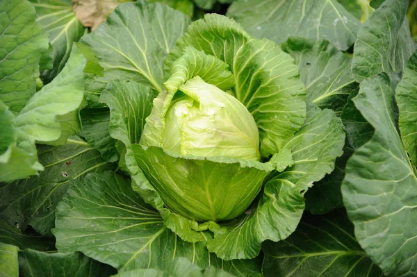 stock image Cabbage background