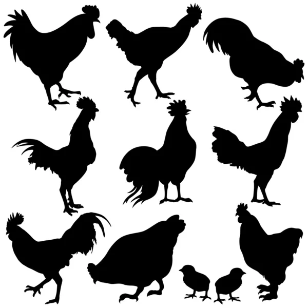 鶏の silhouetts — ストックベクタ