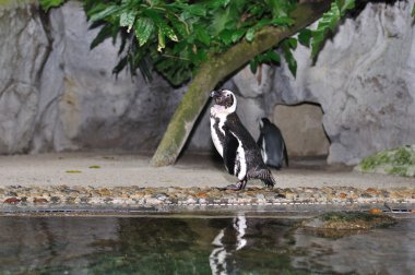 Humboldt Penguin, Spheniscus humboldti clipart