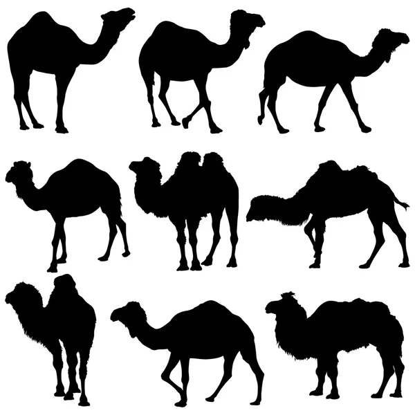 Camel Silhouettes — Stock Vector