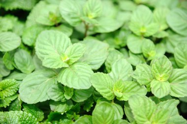 Mentha Aquatica L.? Bergamot nane arka plan