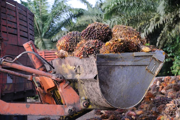 Palm oliehoudende vruchten — Stockfoto