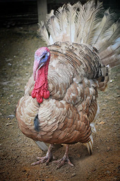 stock image Turkey