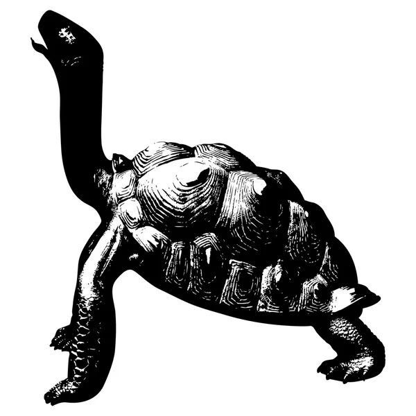 Siluetas de tortuga vectorial — Archivo Imágenes Vectoriales