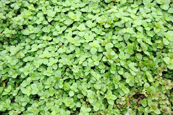 stock image Bergamot Mint Background