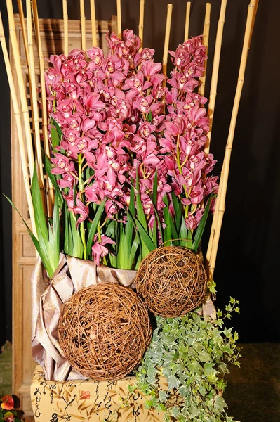 Belle décoration d'orchidée — Photo
