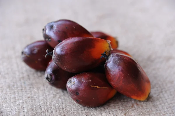 Плоды пальмового масла — стоковое фото