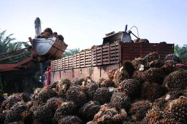 Frutos del aceite de palma — Foto de Stock