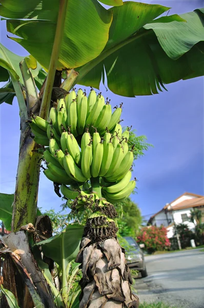 Bananen op de boom — Stockfoto