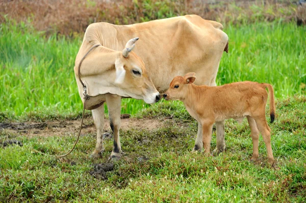 stock image Cow and her calf