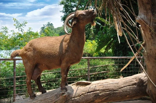 Beautiful Goat — Stock Photo, Image