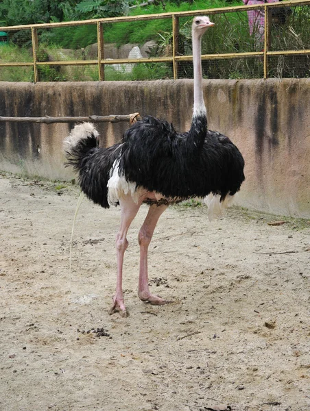 Hermoso avestruz — Foto de Stock