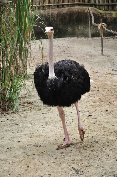 Beautiful ostrich — Stock Photo, Image